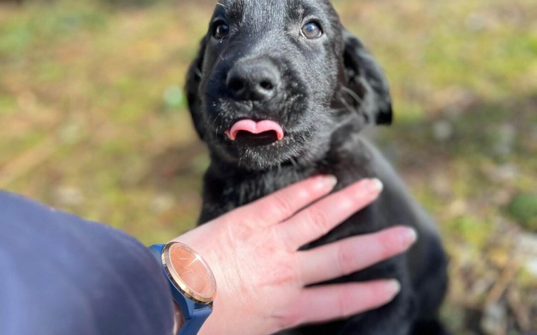 Der er endnu mulighed for at se hvalpe på kennel Jigger