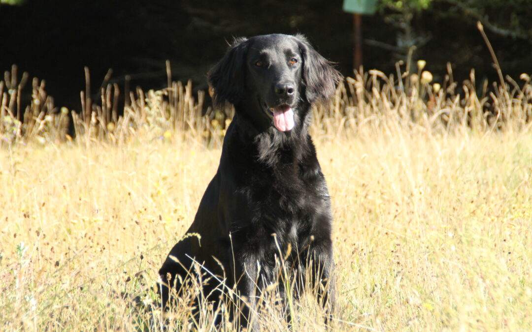 Anja