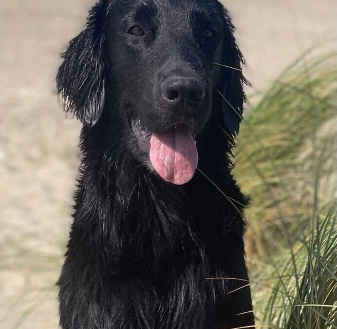 Jiggers Black Harris