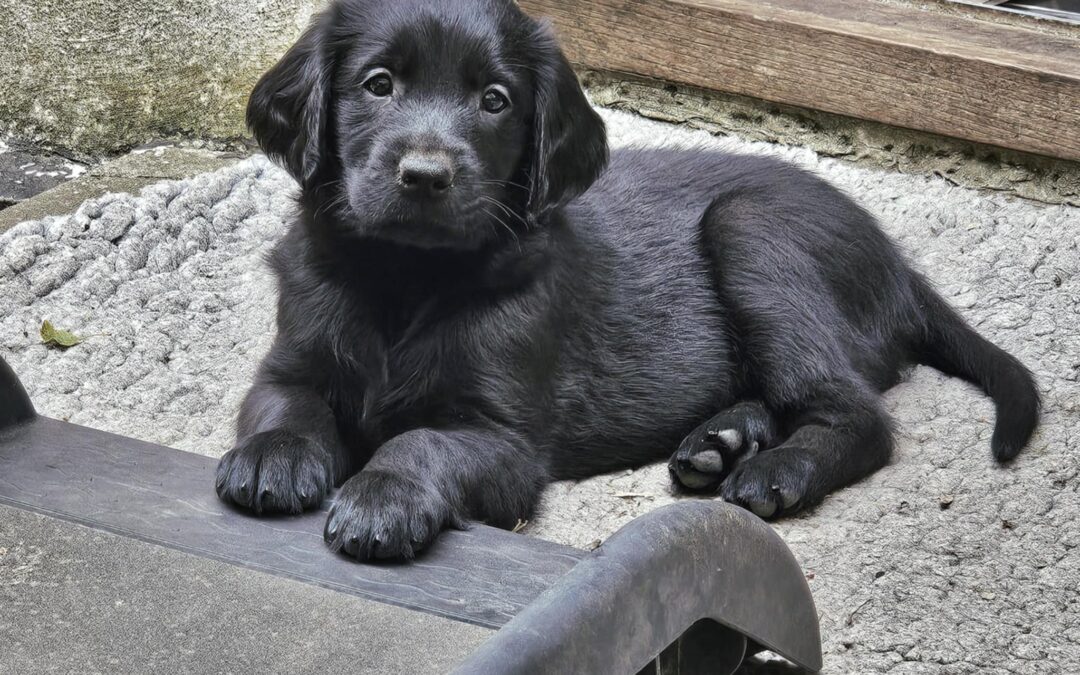 Flatcoat Hvalpe forår 2027
