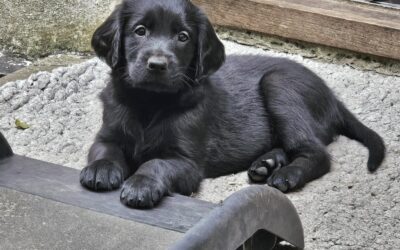 Flatcoat Hvalpe efterår 2026